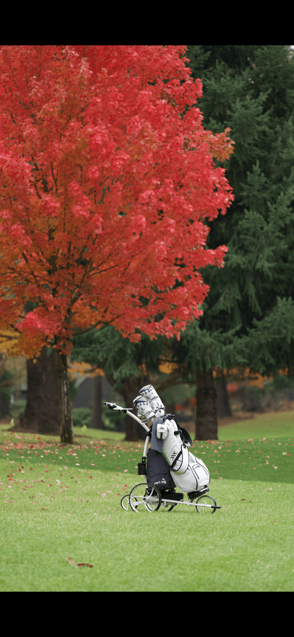 white electric golf cart with white golf bag on green golf course with red maple tree in background